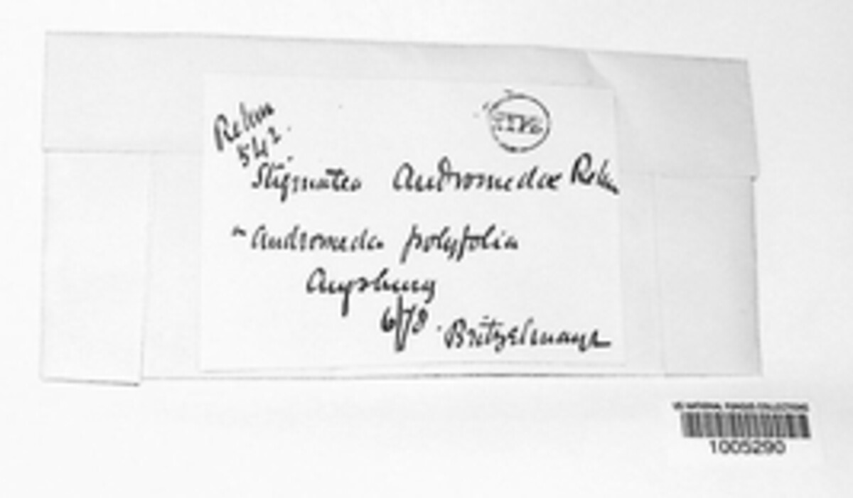 Eudimeriolum andromedae image